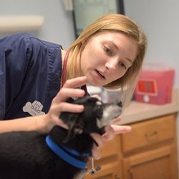Centre student interns with a veterinarian