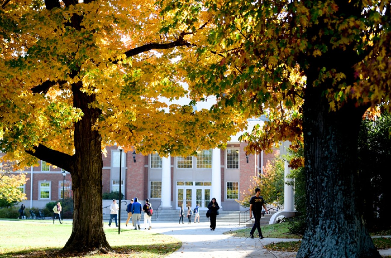 Bright yellow large trees on campus in the fall with students walking from classes on sidewalks in the background