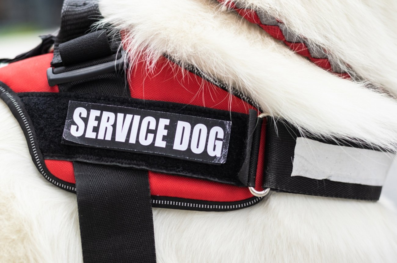 Shutterstock image of service dog vest on large dog