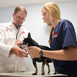student working at veterinary office holding dog while veterinarian examines the dog
