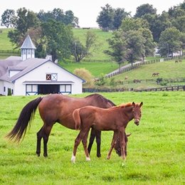 Horse farm with mare and colt in front of white and green horse barn