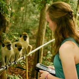 Student conducting primate research standing in front of three small monkeys while she records information on handheld device