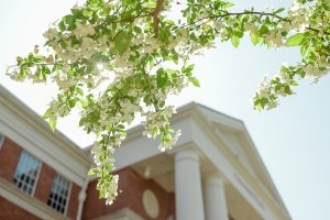 Trees blooming outside of Crounse Hall