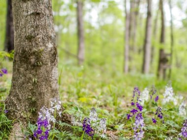 Forest with wildflowers at the edge of trees