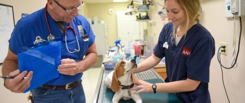 Student assisting in a veterinary practice