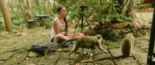 student studying behavior of green tree monkeys in Barbados