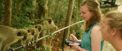 Students observing behaviors of Green Tree Monkeys in Barbados