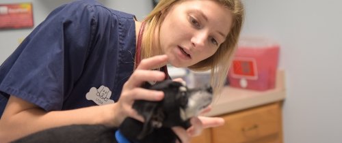 Centre student interning with a veterinarian
