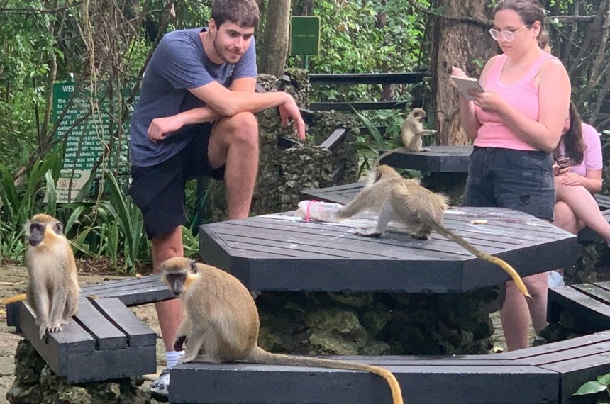 Students traveled to Barbados during the summer of 2023 in the course, &quot;Research in Primate Behavior.&quot;