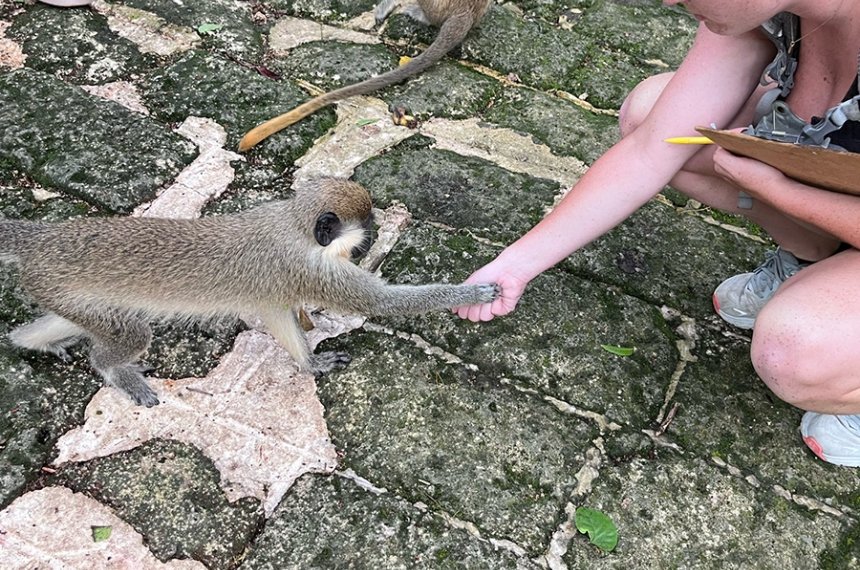 Students traveled to Barbados during the summer of 2023 in the course, &quot;Research in Primate Behavior.&quot;
