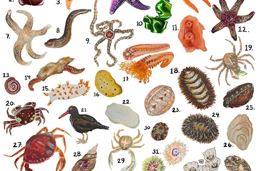 A magazine page is filled with colorful drawing of the animal life found in a northwestern U.S. tidal pool.