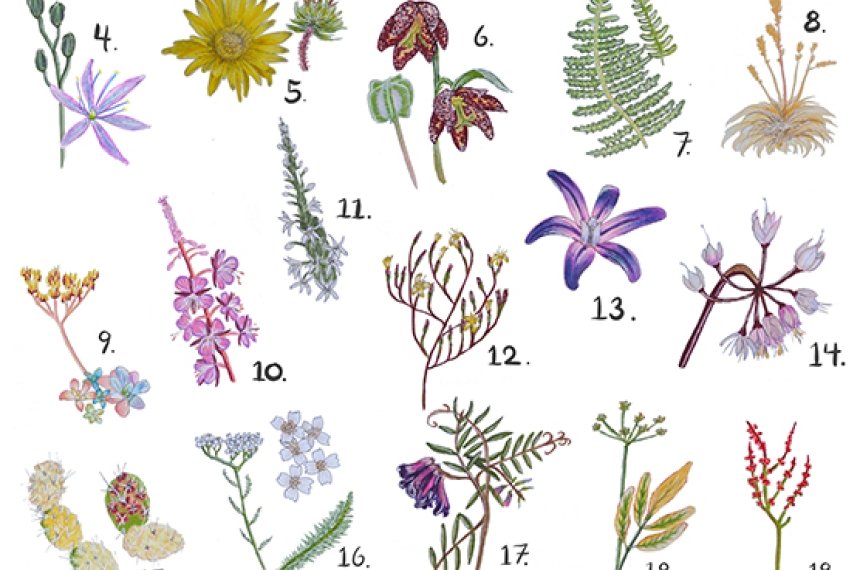 A magazine page is filled with colorful drawing of the plant life found on Yellow Island located in the northwestern U.S.
