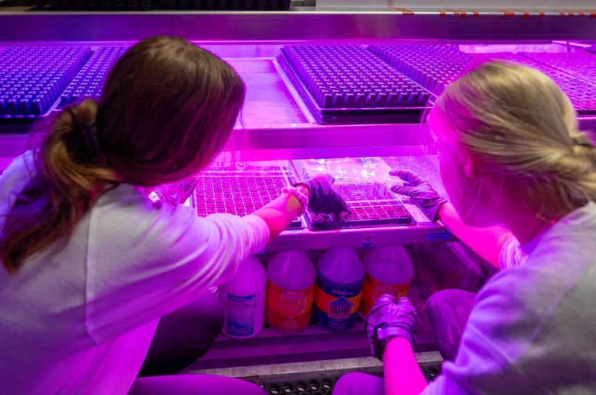 Centre College students Macey Dukes (center, class of 2024) and Abby Brainard (right, class of 2025) view the lettuce planted at the freight farm.